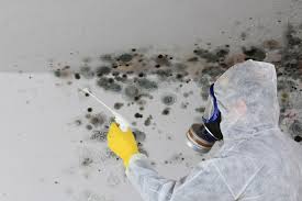 Mold Remediation for Rental Properties in Glen Ellen, CA